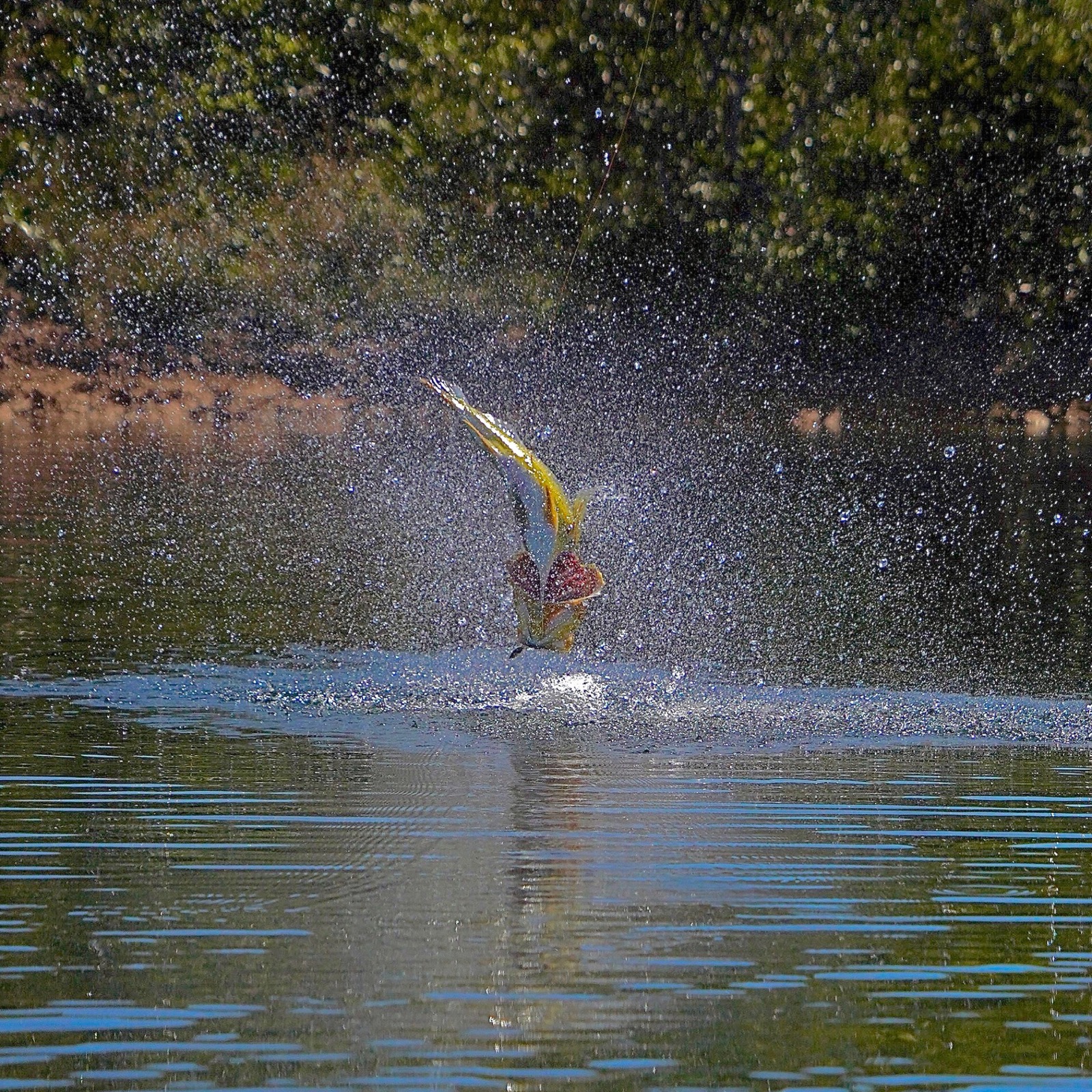 Tucunaré saltando no Lago do Manso